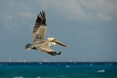 Pelikan im Fluge am Golf von Mexiko