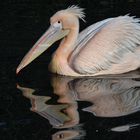 Pelikan im Frankfurter Zoo