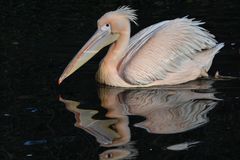 Pelikan im Frankfurter Zoo