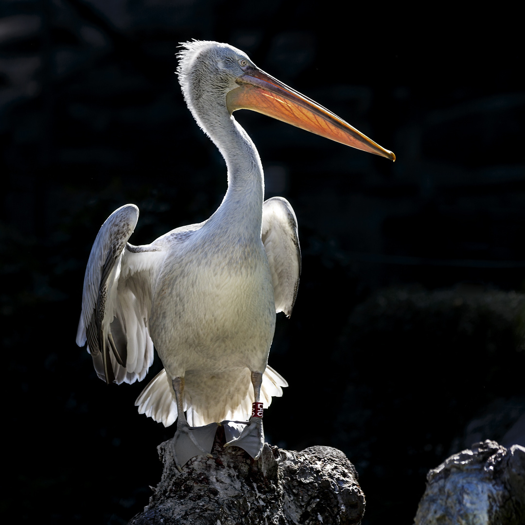 Pelikan im Gegenlicht_