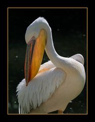 Pelikan im Gegenlicht