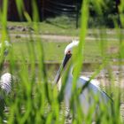 Pelikan im Grünen