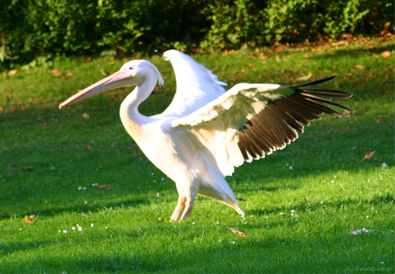 Pelikan im Grugapark Essen