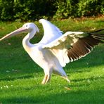 Pelikan im Grugapark Essen