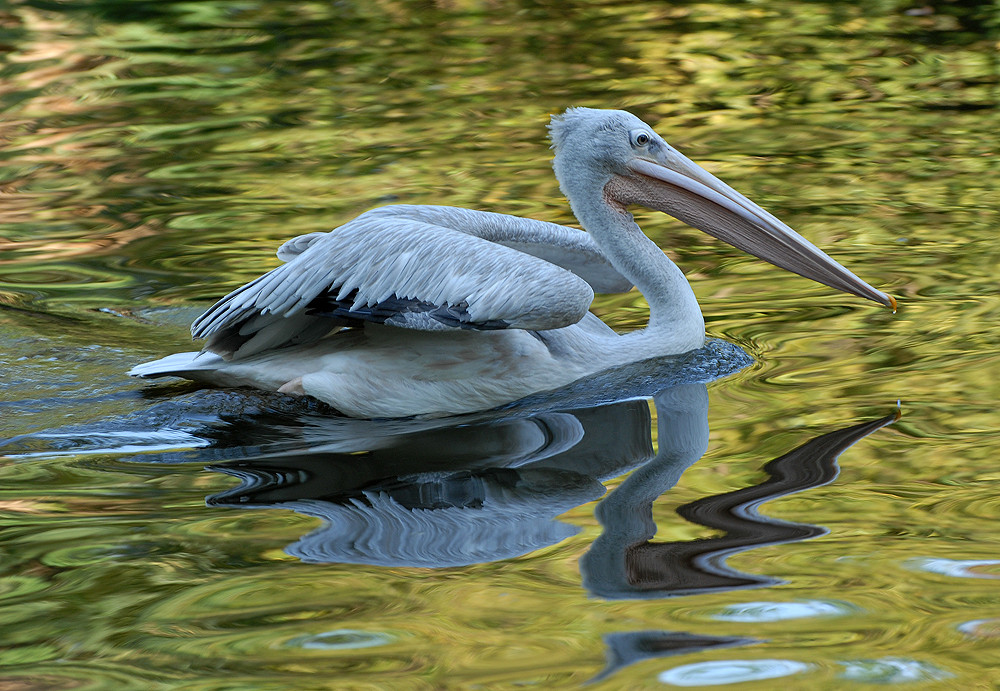 Pelikan im Herbst