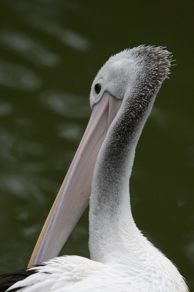 Pelikan im Jurong Bird Park, Singapur