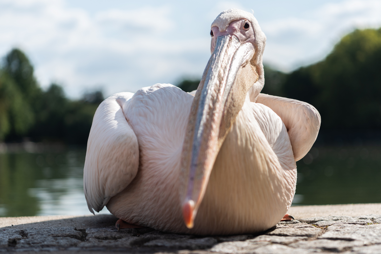 Pelikan im Karlsruher Zoo