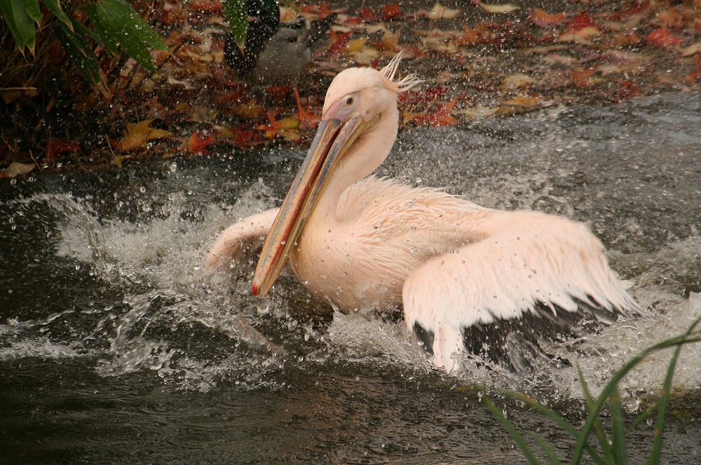 Pelikan im Kölner Zoo (4)