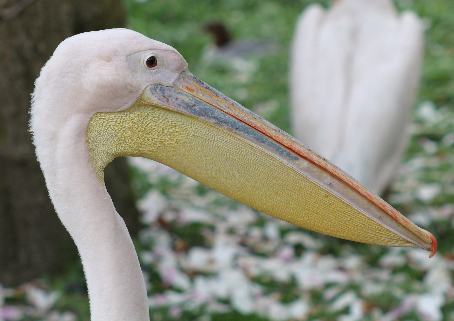 Pelikan im Kölner Zoo