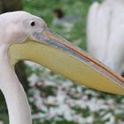 Pelikan im Kölner Zoo