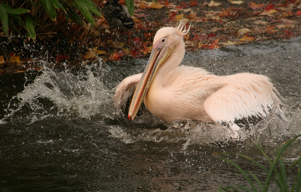 Pelikan im Kölner Zoo bei der Morgenwäsche