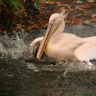 Pelikan im Kölner Zoo bei der Morgenwäsche