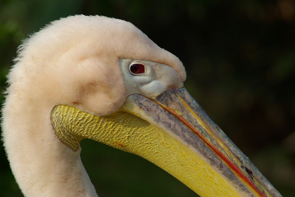 Pelikan im Kölner Zoo vom Usertreffen