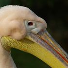 Pelikan im Kölner Zoo vom Usertreffen