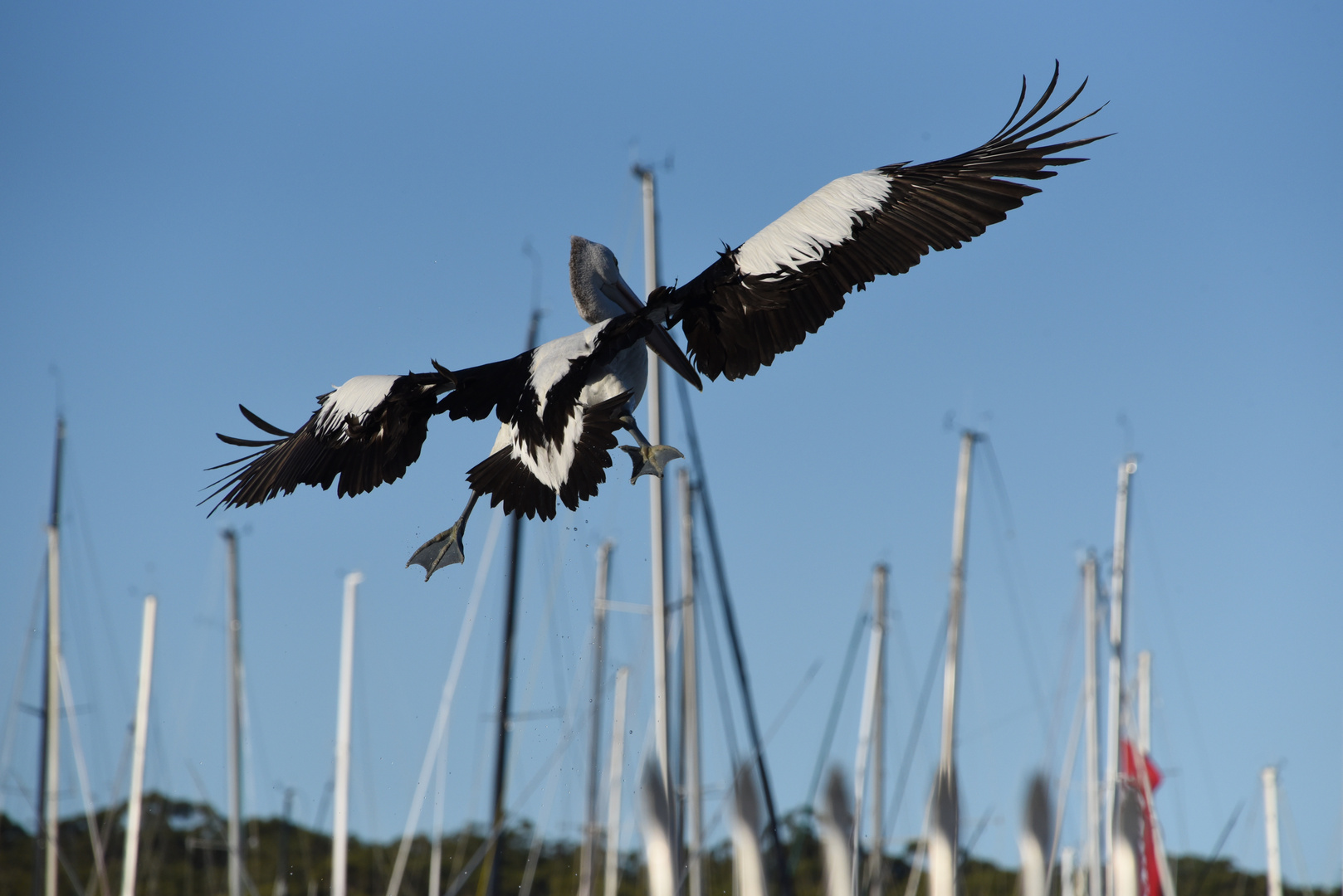 Pelikan im Landeanflug