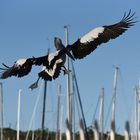 Pelikan im Landeanflug