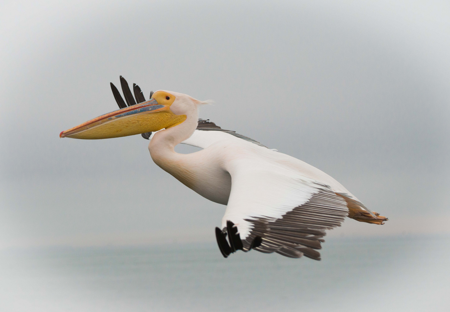 Pelikan im Landeanflug