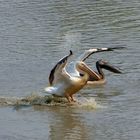 Pelikan im Landeanflug am Luangwa Wafwa, Sambia