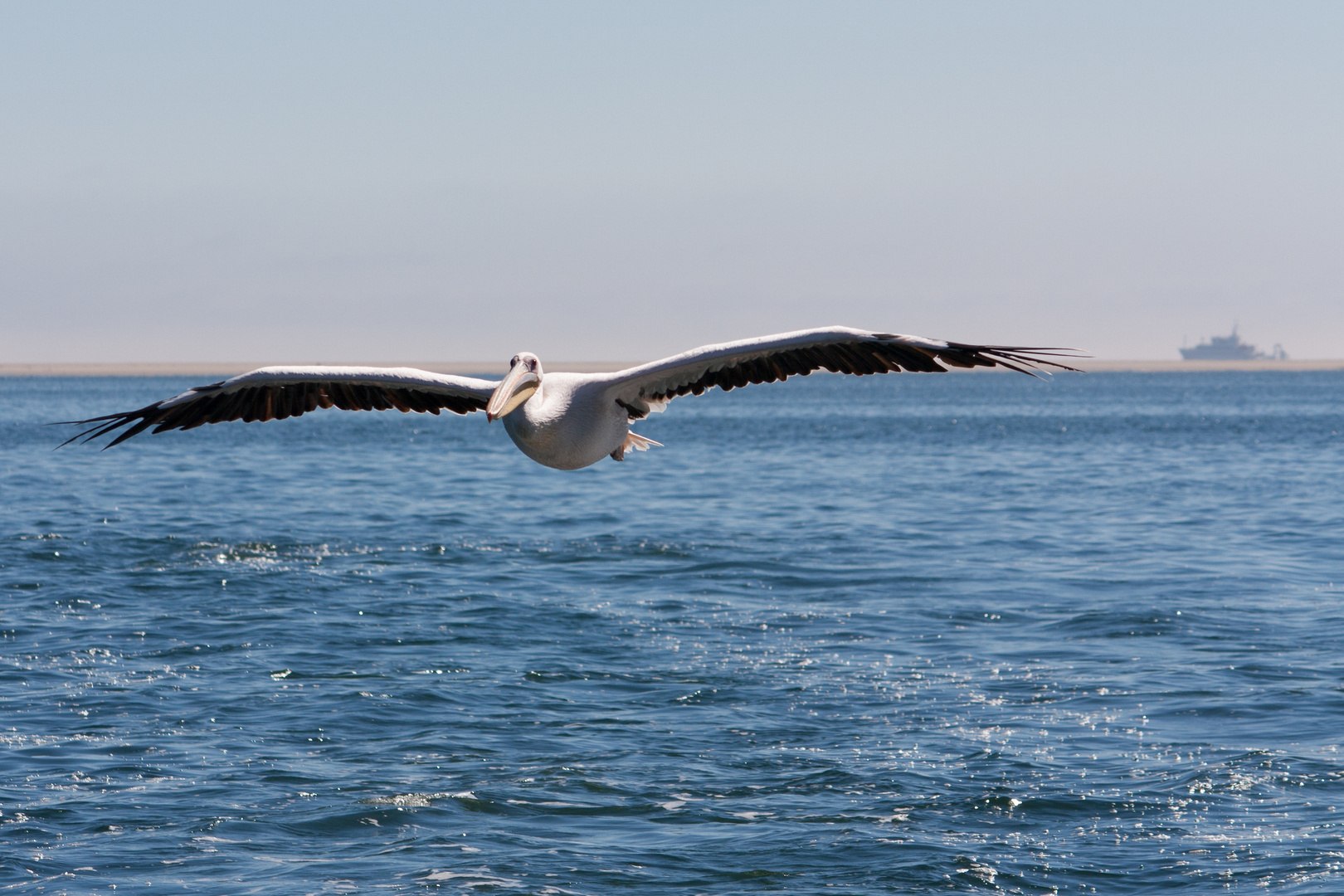 Pelikan im Landeanflug