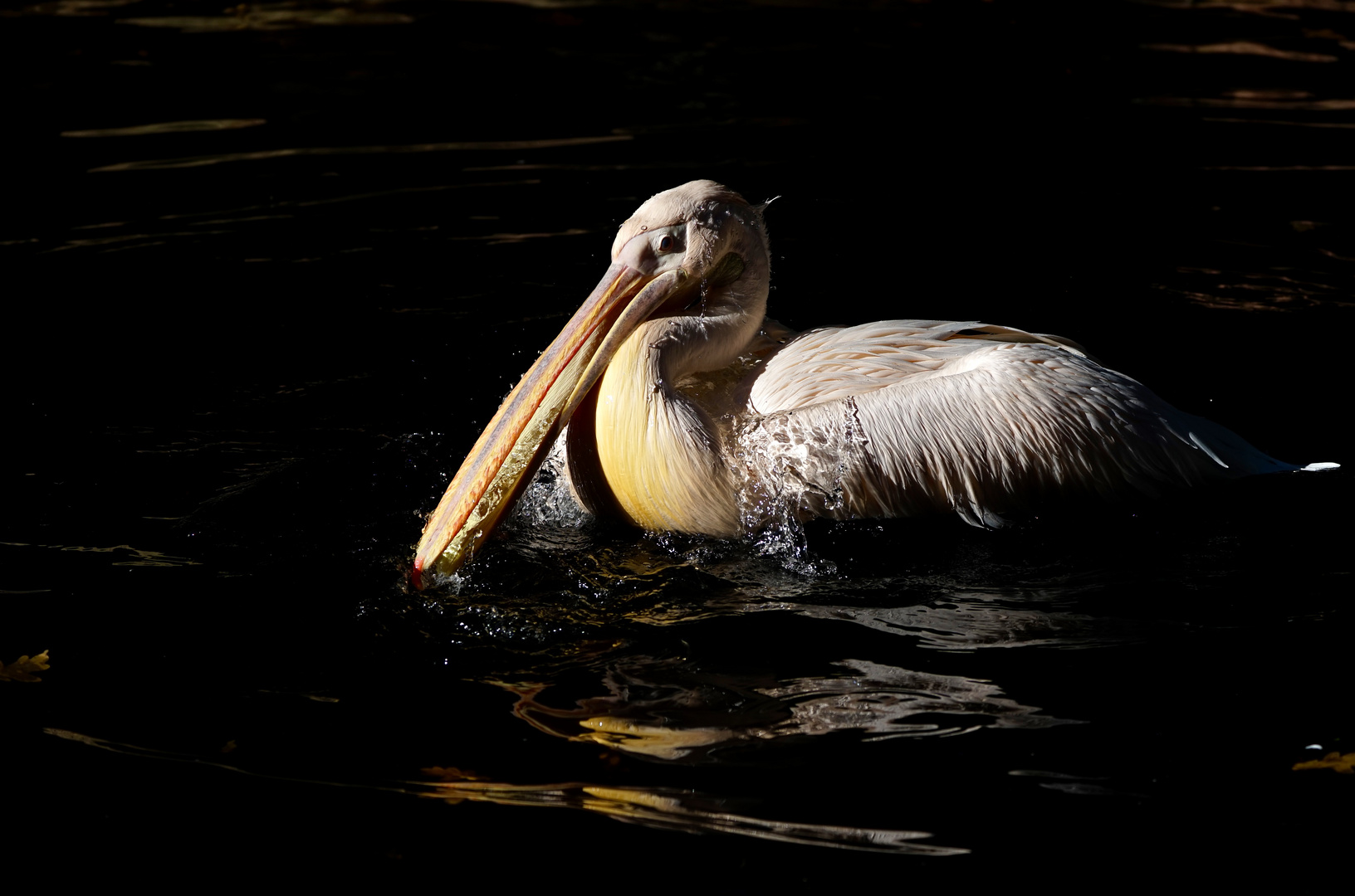 Pelikan im letzten Licht des Tages