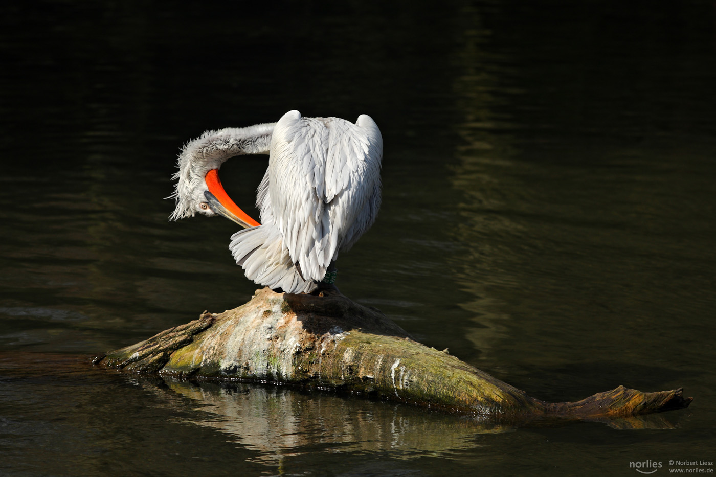 Pelikan im Licht