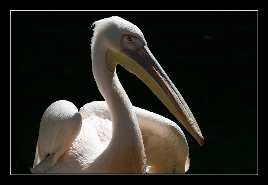 Pelikan im Licht