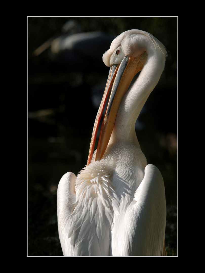 Pelikan im Licht