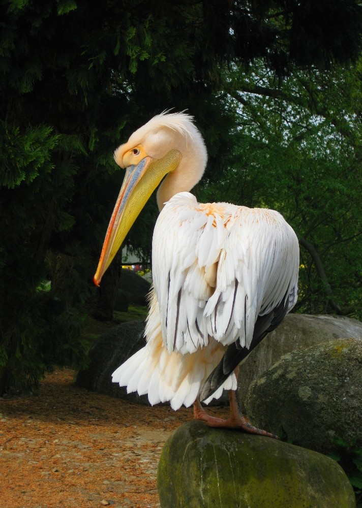 Pelikan im Luisenpark