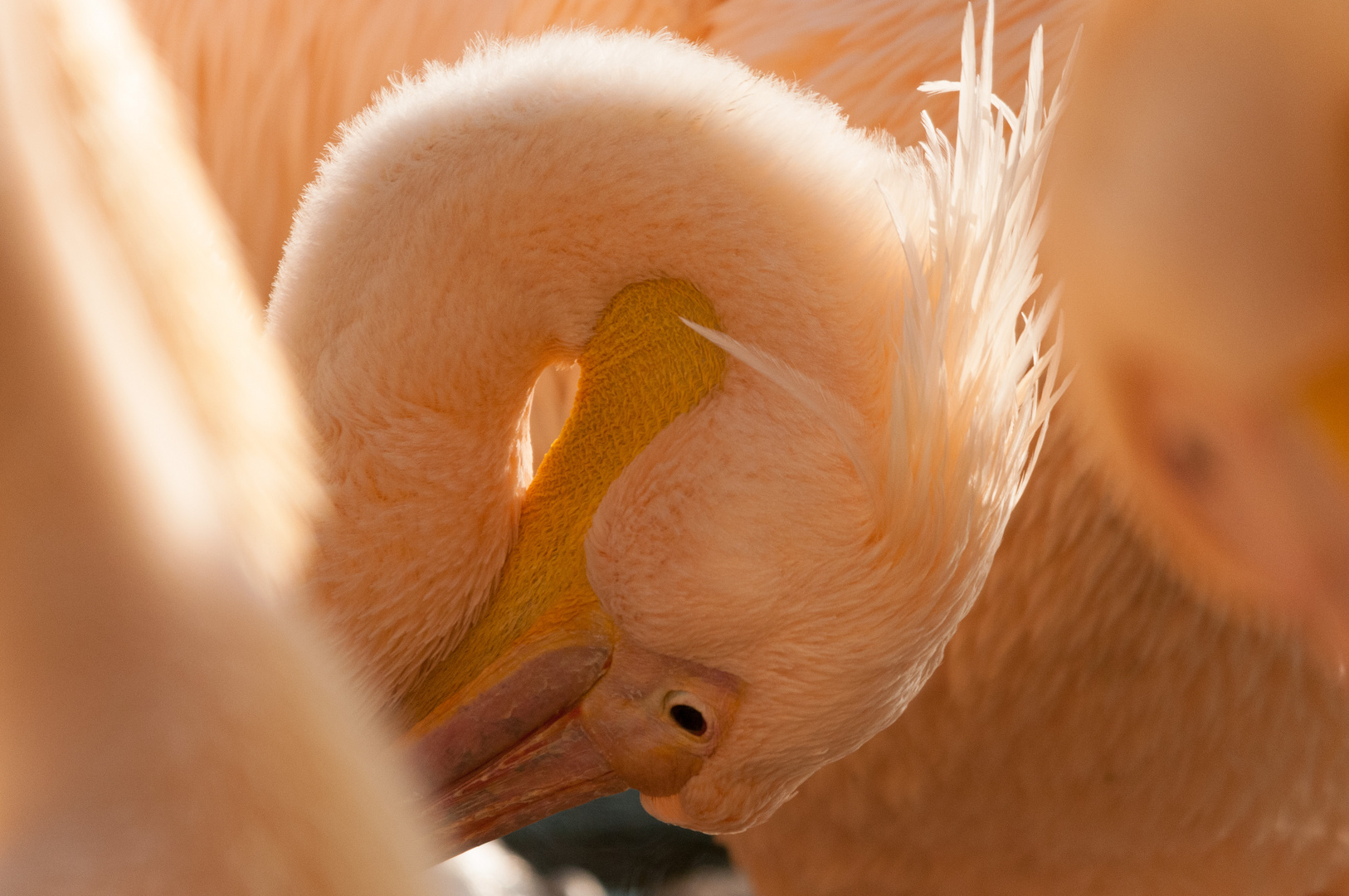 Pelikan im Morgenlicht