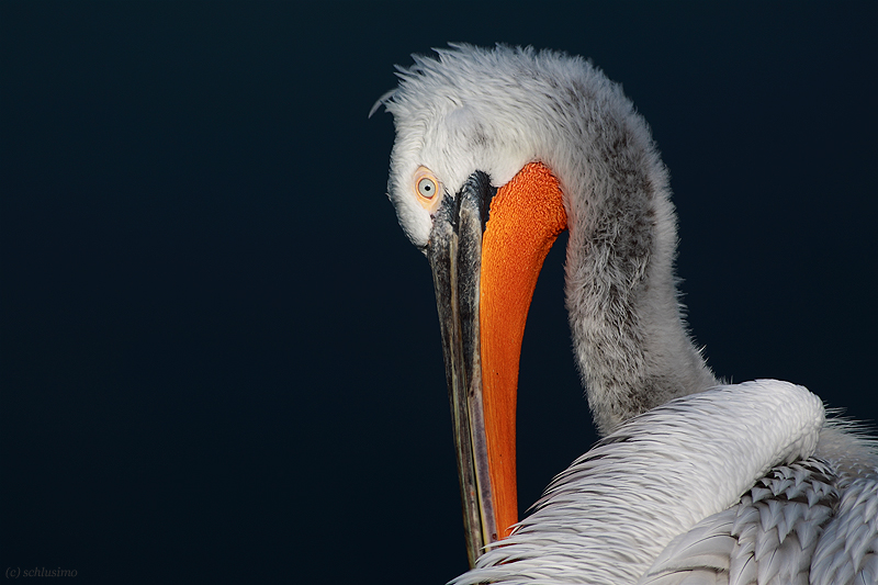 Pelikan im Morgenlicht