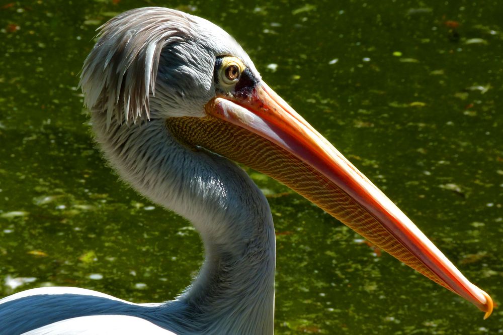 Pelikan im Neuwieder Zoo