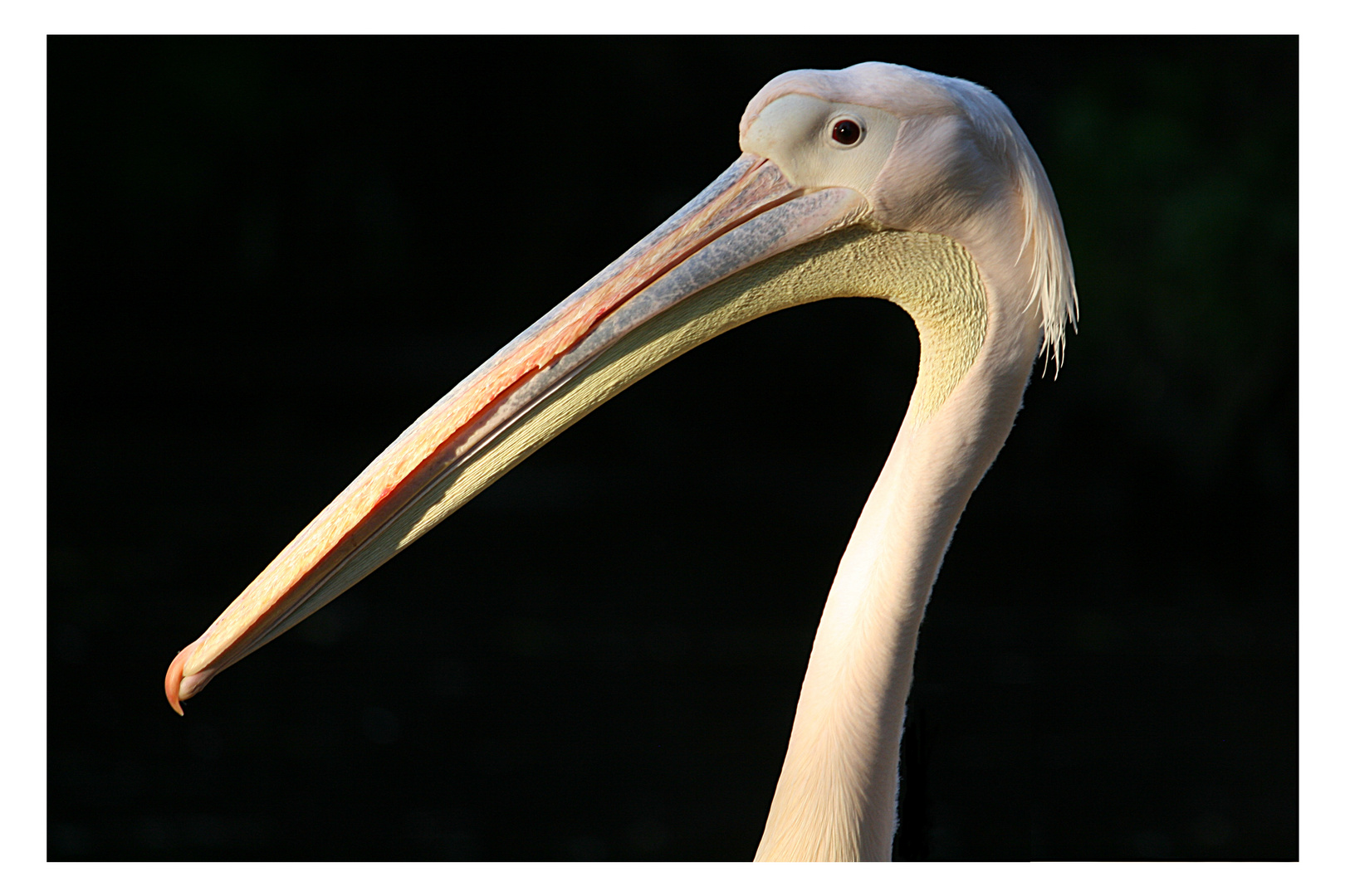 Pelikan im Osnabrücker Zoo 2010