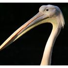 Pelikan im Osnabrücker Zoo 2010