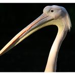 Pelikan im Osnabrücker Zoo 2010