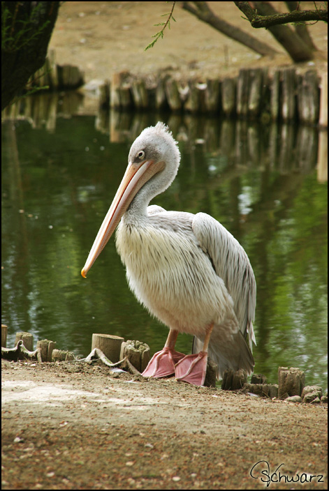 Pelikan im Parco Zoo Punta Verde (Lignano)
