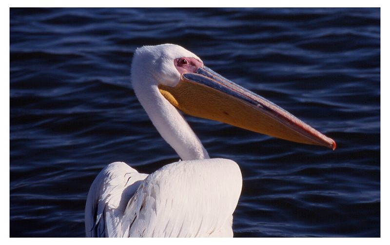 Pelikan im Porträt