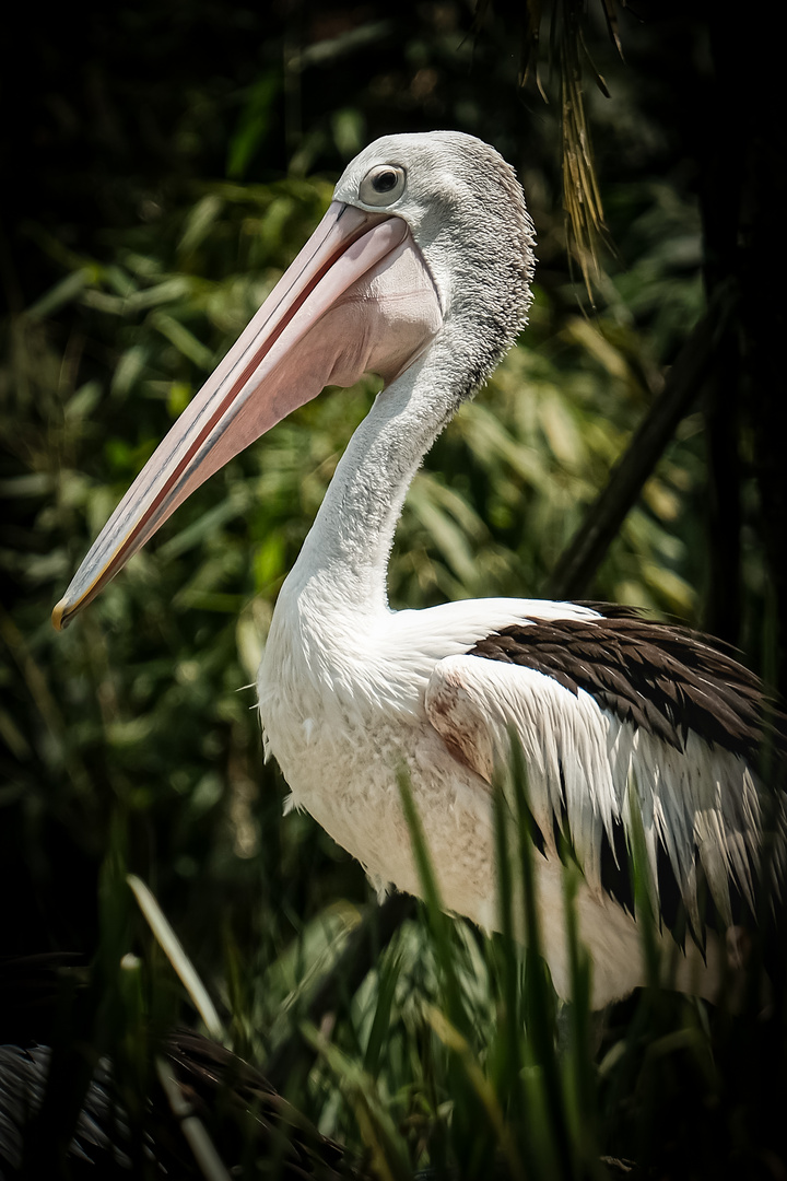 Pelikan im Portrait 