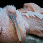 Pelikan im rosa Tutu
