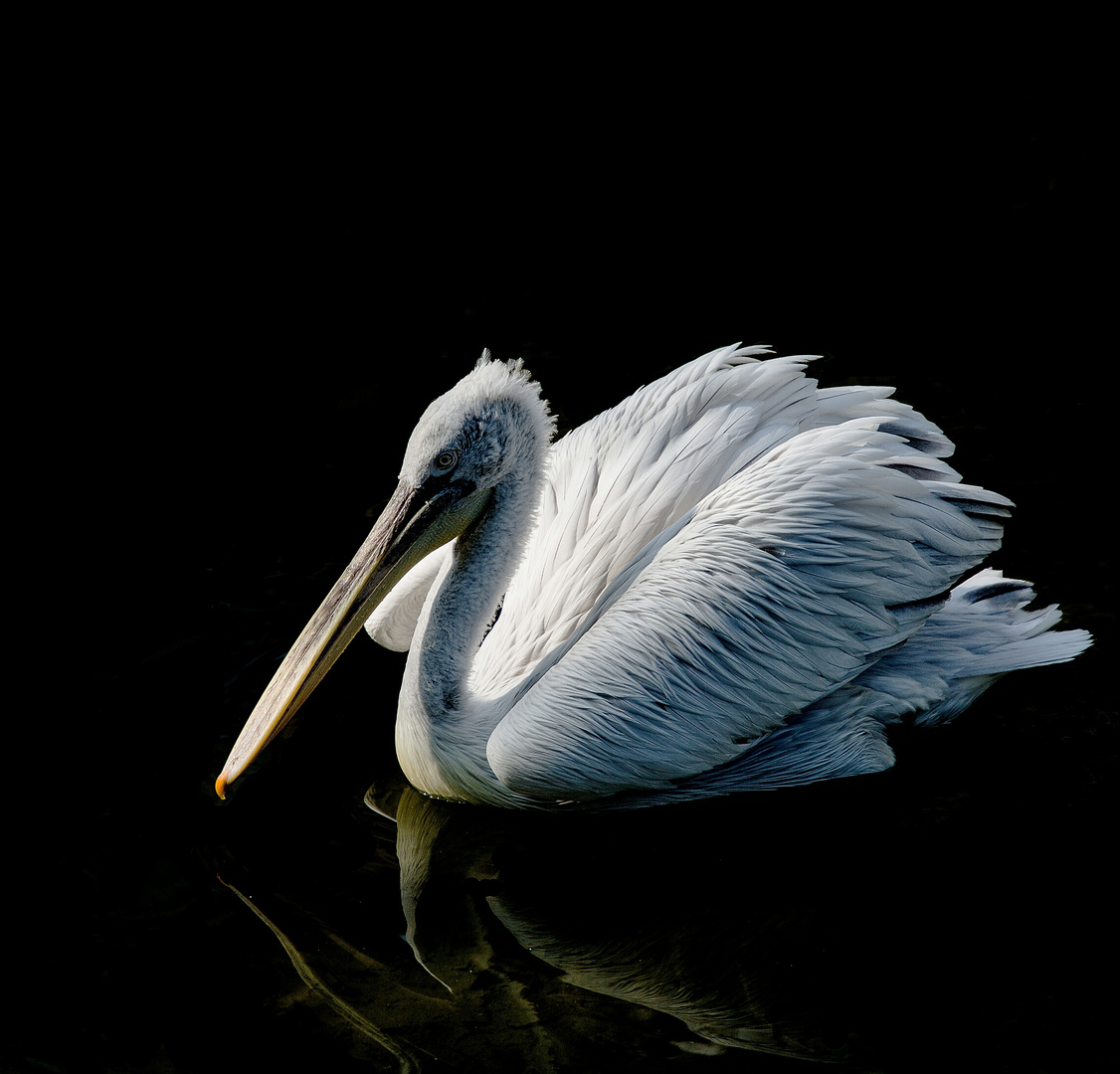 Pelikan im Schatten