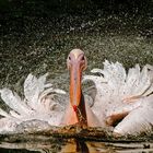 Pelikan im Schleudergang