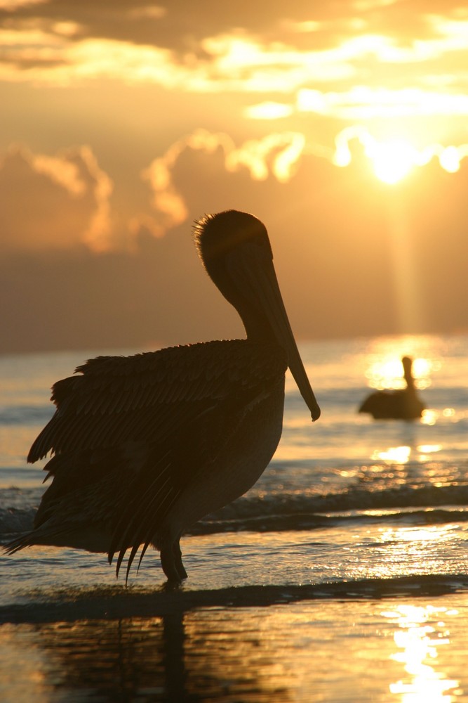 Pelikan im Sonnenuntergang