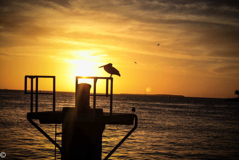 Pelikan im Sonnenuntergang von Key West