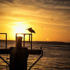 Pelikan im Sonnenuntergang von Key West