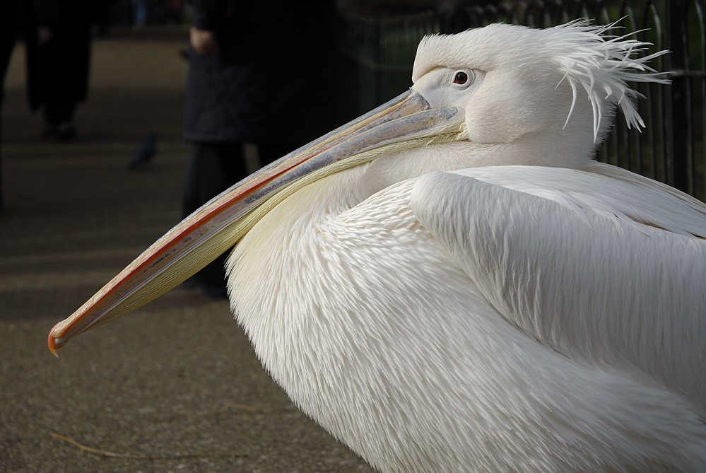 Pelikan im St. James's Park