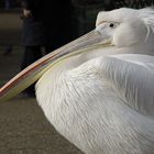 Pelikan im St. James's Park