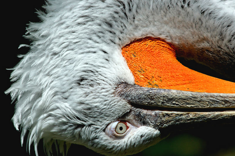 Pelikan im Tiergarten Schönbrunn