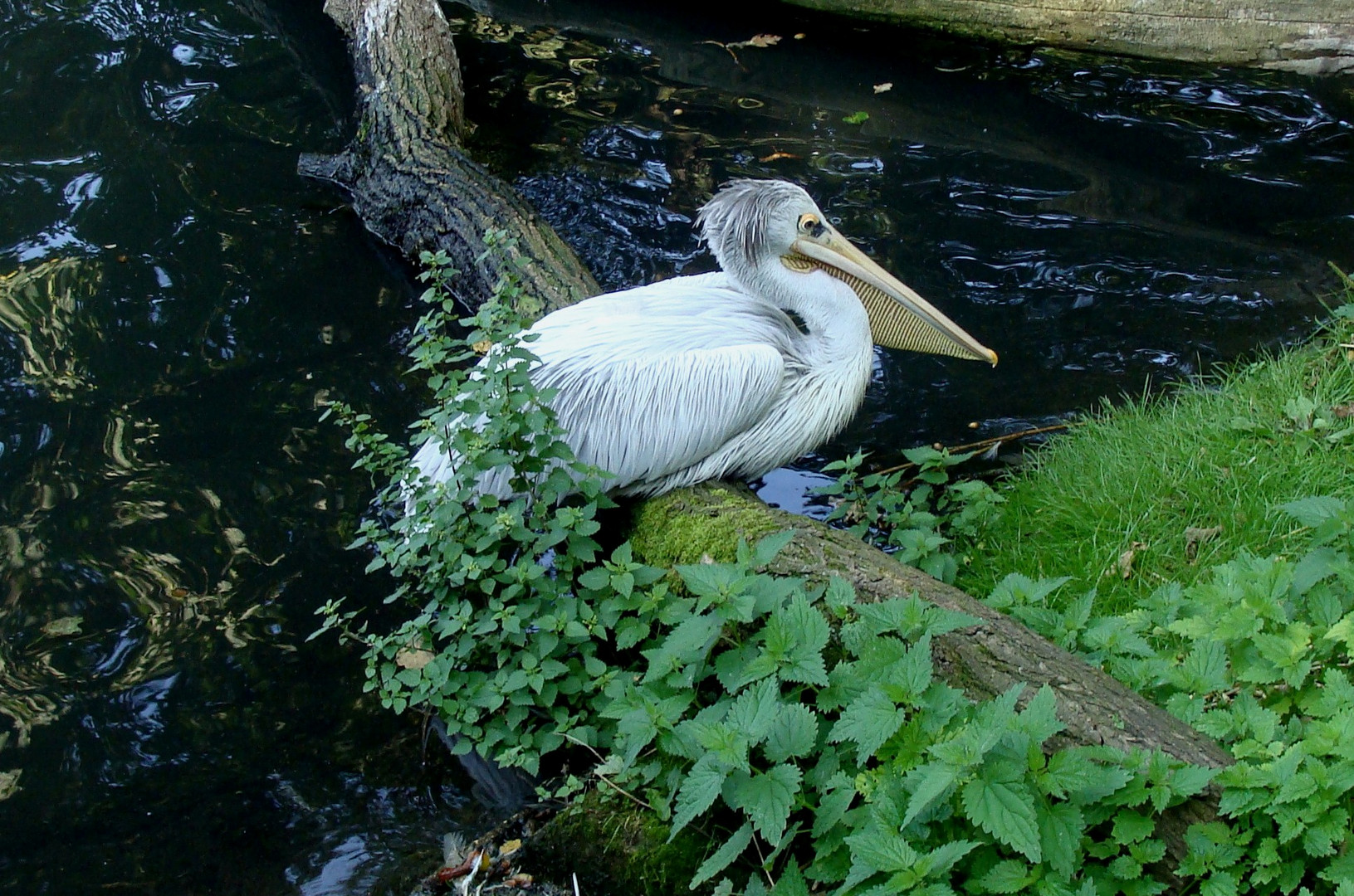 Pelikan im Tierpark