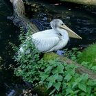 Pelikan im Tierpark