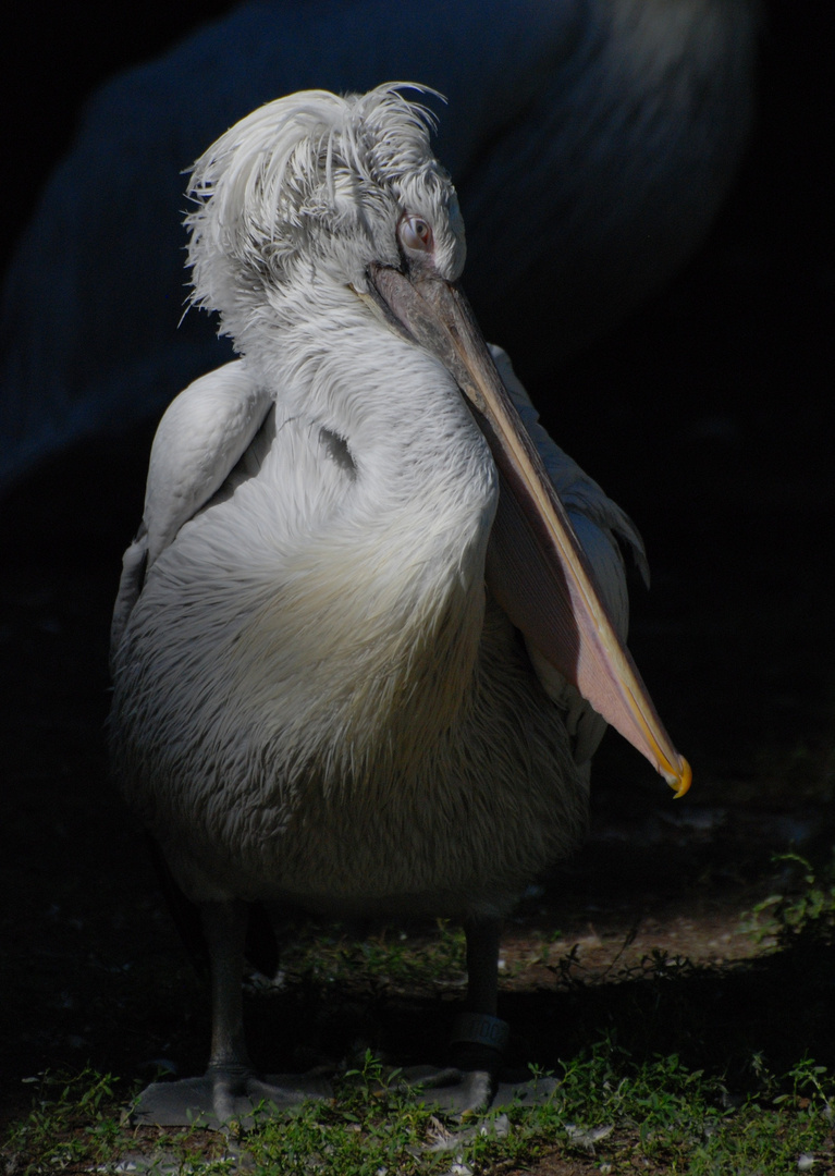 Pelikan im Tierpark Berlin