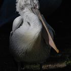 Pelikan im Tierpark Berlin